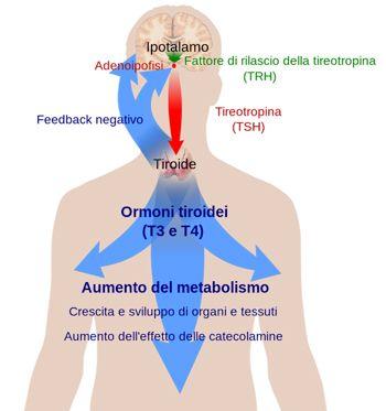 Sistema Endocrino Tiroideo